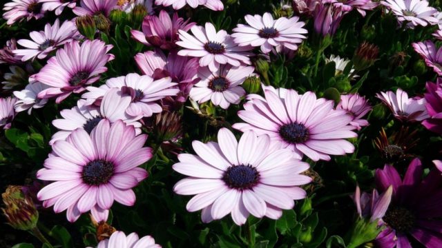 Диморфотека: крехко, нежно и непретенциозно цвете за мързеливите