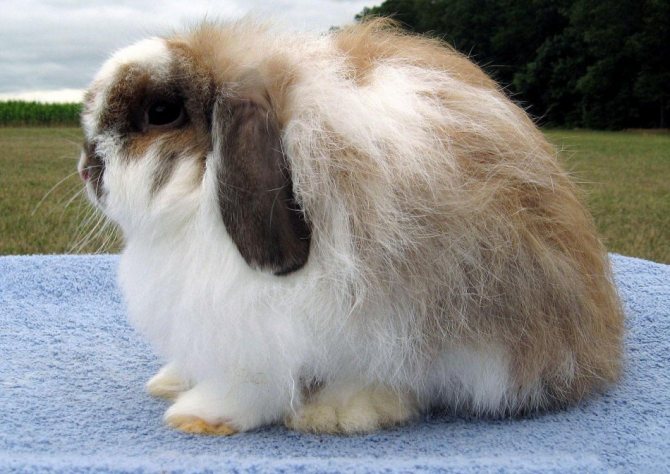 أرنب مزخرف طويل الشعر