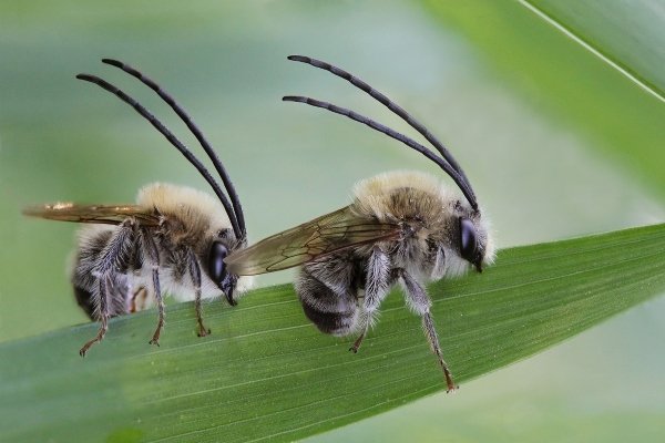 Long-wattled bee