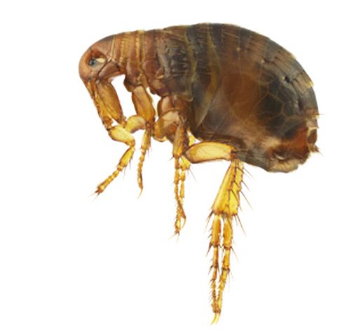 To combat fleas, there are other means in the Bars line of drugs.