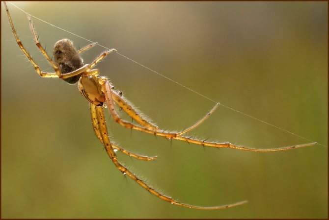 מדוע אנו זקוקים לטבע וכיצד שימושי עכבישים לבני אדם?