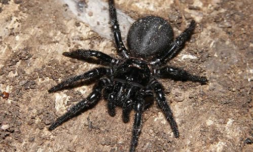 Why are we needed in nature and how are spiders useful for humans?