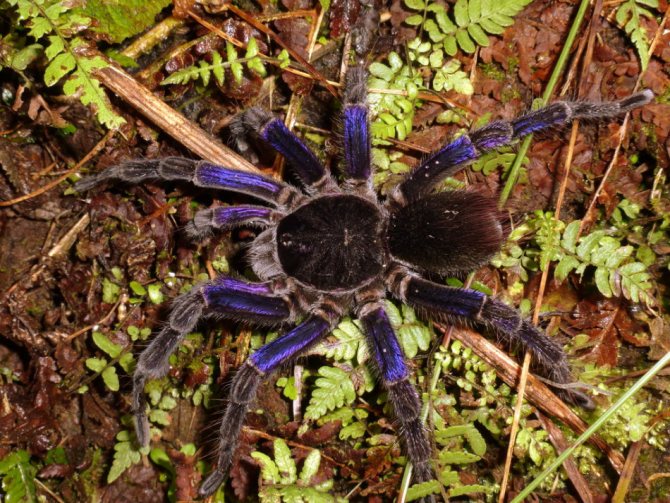 Mengapa kita diperlukan di alam dan bagaimana labah-labah berguna untuk manusia?