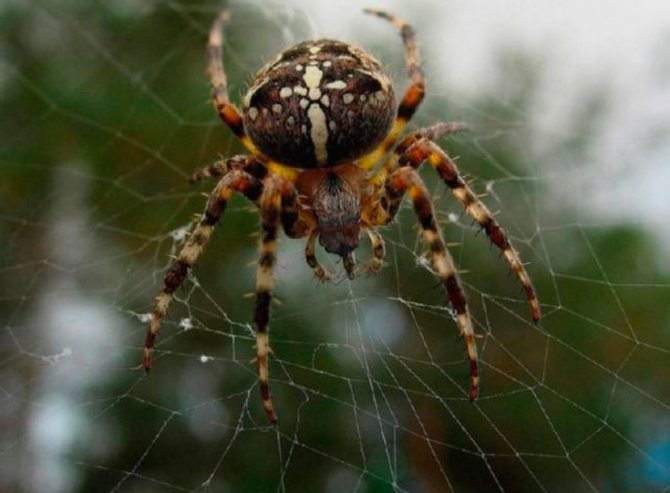 لماذا نحتاج في الطبيعة وكيف تكون العناكب مفيدة للبشر؟