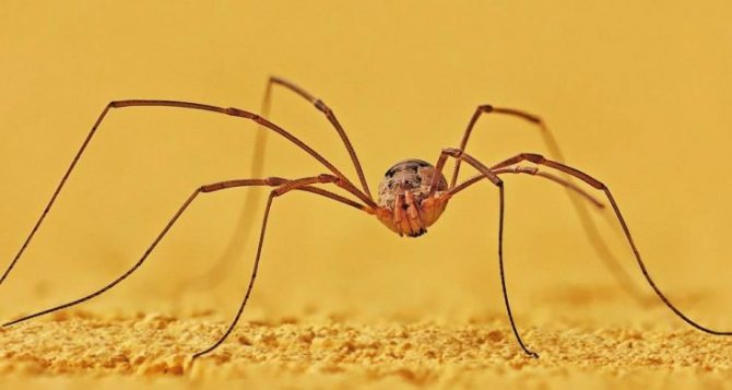 Why are we needed in nature and how are spiders useful for humans?