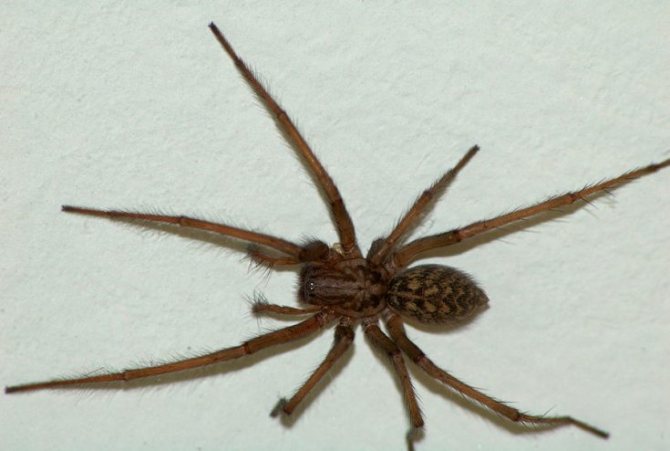 מדוע אנו זקוקים לטבע וכיצד שימושי עכבישים לבני אדם?