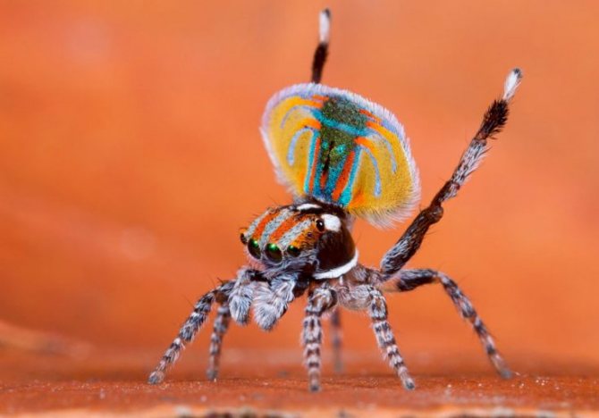 Pourquoi sommes-nous nécessaires dans la nature et comment les araignées sont-elles utiles pour les humains?