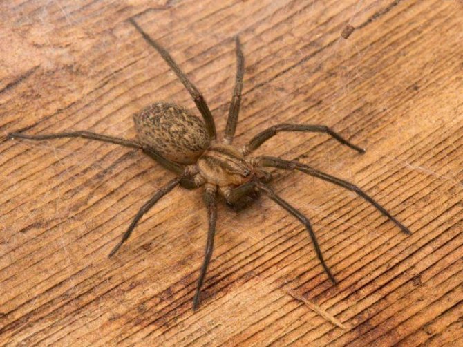 Pourquoi sommes-nous nécessaires dans la nature et comment les araignées sont-elles utiles pour les humains?