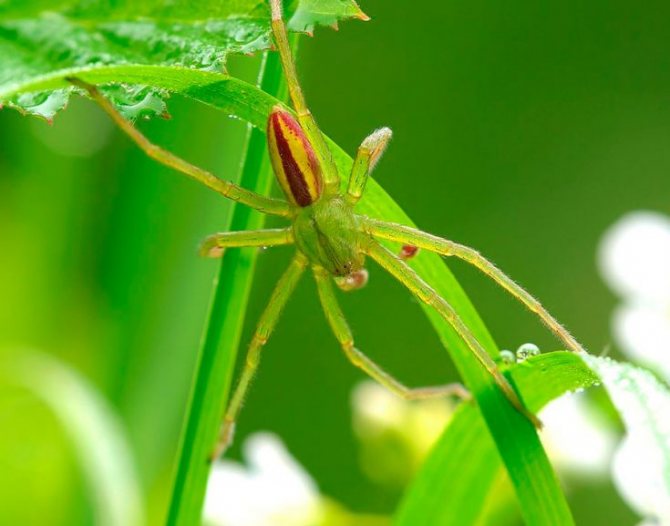 Varför behövs vi i naturen och hur är spindlar användbara för människor?