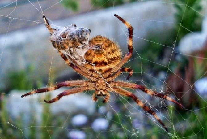 Varför behövs vi i naturen och hur är spindlar användbara för människor?