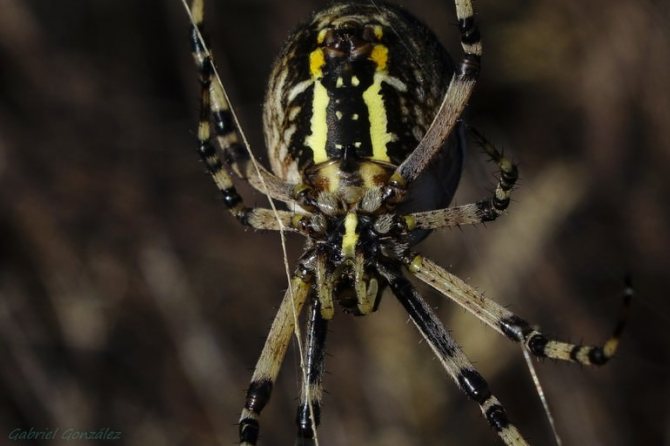 Warum werden wir in der Natur gebraucht und wie sind Spinnen für den Menschen nützlich?