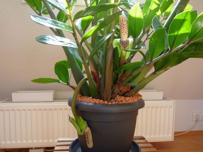 For flowering, zamioculcas must be placed in a place with sufficient sunlight.