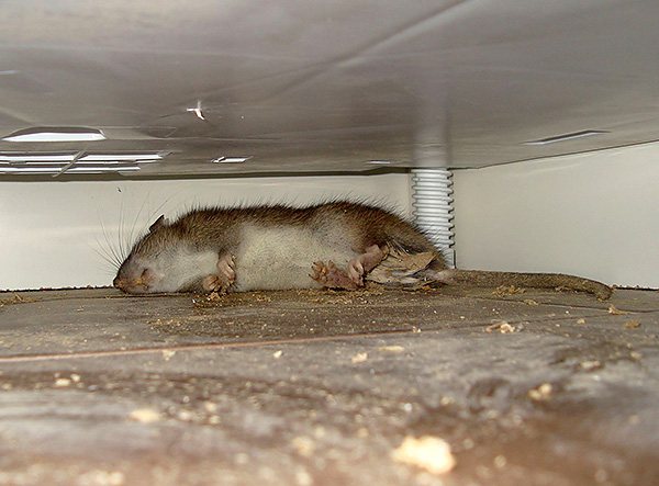 Pentru a obține efectul dorit atunci când pregătiți singur o momeală otrăvită, trebuie să urmați instrucțiunile furnizate de producători pentru fiecare tip de otravă pentru șobolani.