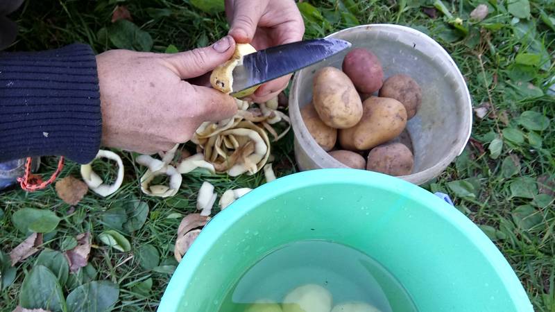 Pentru care plantele pot fi folosite coji de cartofi ca îngrășământ