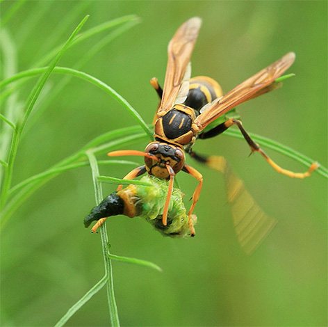 Um die Larven zu füttern, benötigen erwachsene Wespen Proteinfutter.
