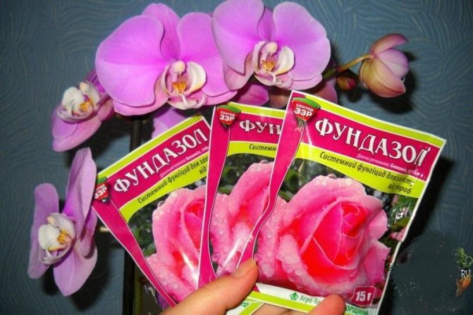 För behandling av röta på orkidéblad används samma fungicider som för trädgårdsväxter.
