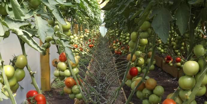 За нормалния растеж на доматите е необходима температура от 18 до 24 ° C, в зависимост от фазата на развитие