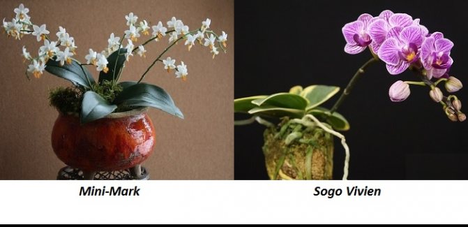 For transplanting mini-phalaenopsis after purchase, pine bark must be taken in fine fractions. The ratio of bark to moss should be 1: 1. It is impossible to transplant miniature phalaenopsis directly into a clean bark.