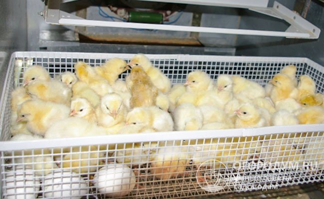 K produkci potomků Leghorn je nutný inkubátor, protože kuřatům chybí instinkt inkubovat vajíčka.