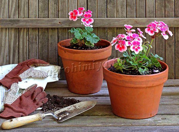 A spacious pot is selected for planting geraniums