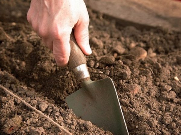 Не е необходима специална почва за засаждане на ягоди, подходяща е универсална почва