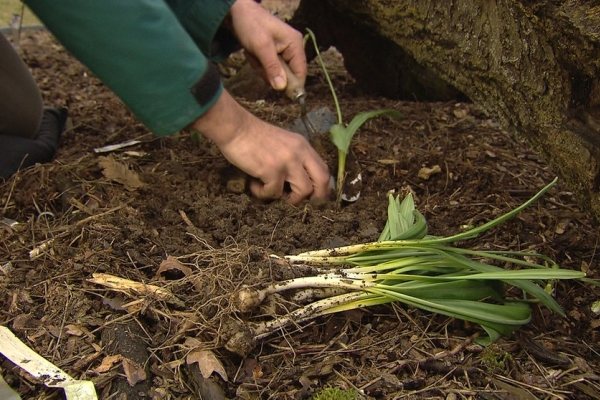 För plantering behövs öppna soliga områden, jorden bör innehålla humus eller kompost