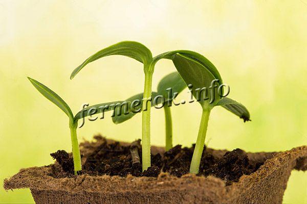 For seedlings, it is better to use peat cups or tablets