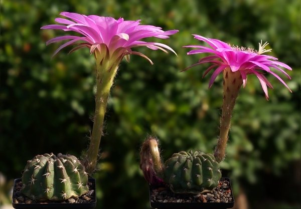 För regelbunden blomning måste du ha ett par kaktusar