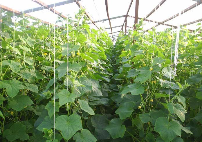 За успешното отглеждане на краставици в оранжерията е необходимо стриктно да се спазват подходящите температурни режими.
