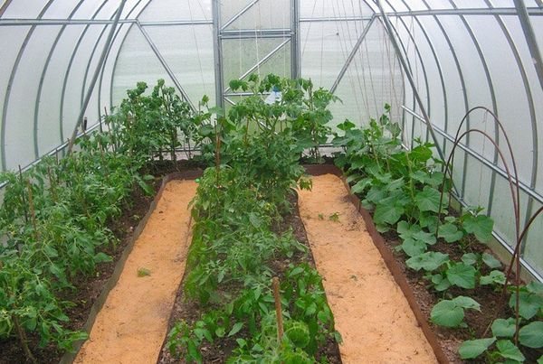 För odling av aubergine är ett växthus med en höjd av 1,8-2,5 m lämpligt.