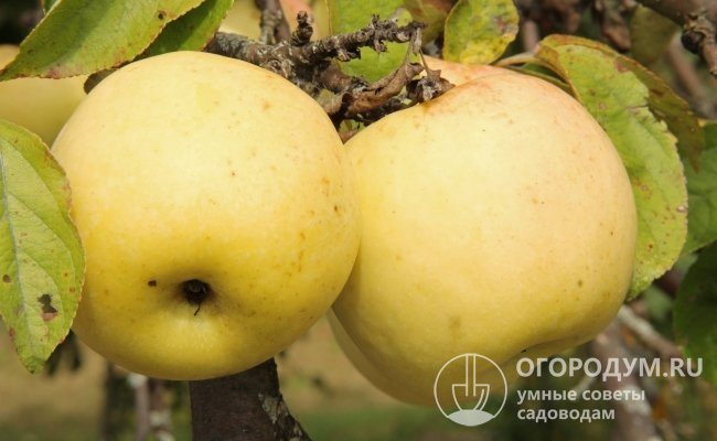 Până la maturitatea detașabilă, fructele sunt lipite ferm de copac datorită tulpinilor scurte și groase