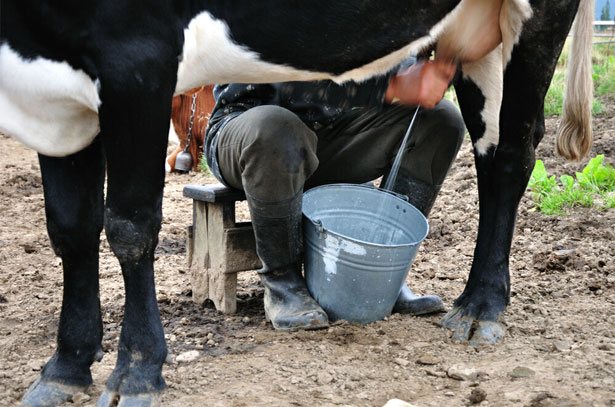 Hand milking a cow