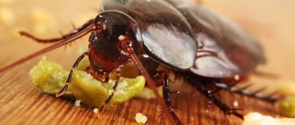 Dohlox: Insecticidal Gel para sa Pagkontrol ng Mga Cockroache