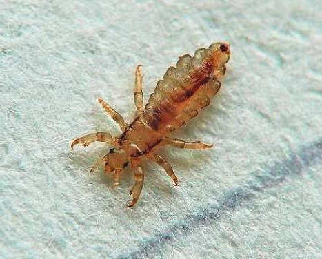 How long are lice able to live without a person? Turns out not that long