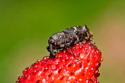 Rüsselkäfer-auf-Erdbeer-Foto