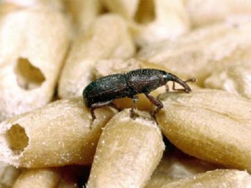 Weevil in grain how to fight