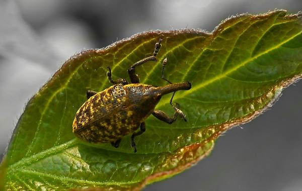 Weevil-beetle-насекомо-описание-характеристики-видове-начин на живот-и-борба-срещу-дълговик-10