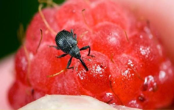 Weevil-חיפושית-תיאור-חרקים-תכונות-מינים-אורח חיים-ולהילחם נגד חדקונית-15