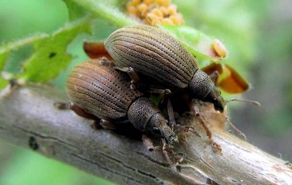Weevil-brouk-hmyz-popis-rysy-druh-životní styl-a-boj-proti-weevil-11