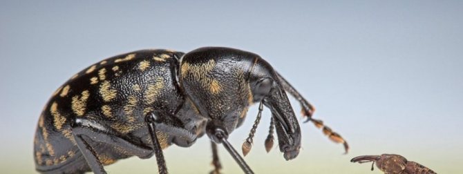 Weevils в апартамент в кухнята: как да се отървете, рейтинг на най-добрите химикали