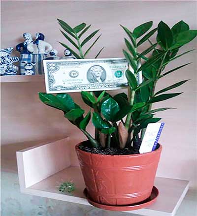 Dollarträd-foto