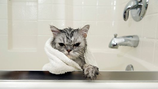 يتم غسل القط المنزلي كل 3 أشهر.