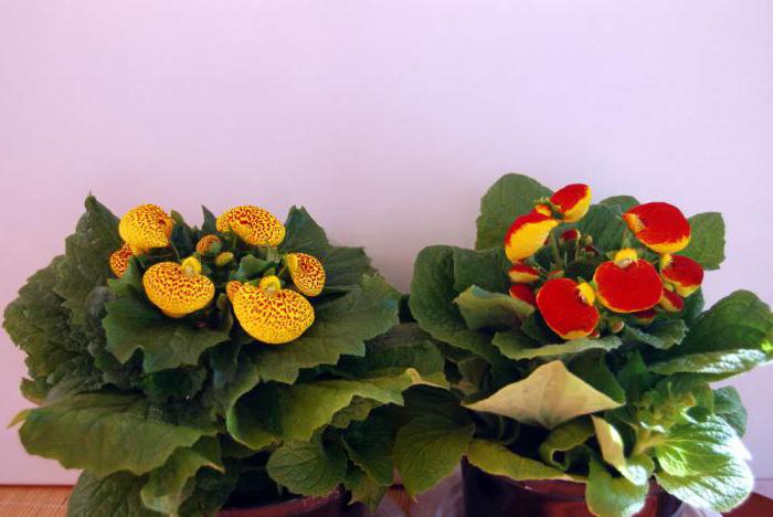 Home flowers calceolaria care