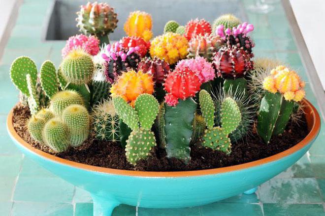 home cacti harm and benefit