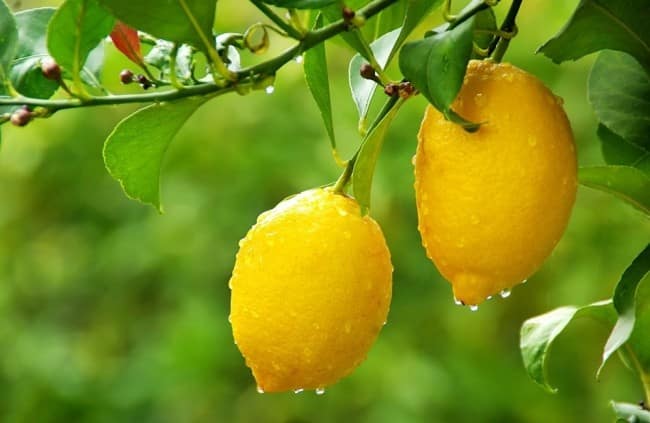 hemlagade citroner
