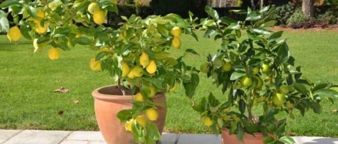 домашно приготвени лимони