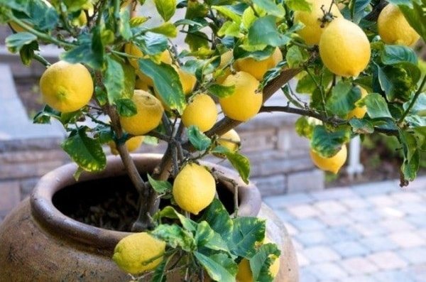 lutong bahay na mga limon