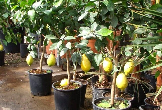 домашно приготвени лимони