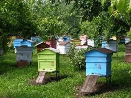 Albinele domestice construiesc stupi în case