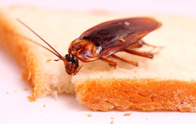 Ang mga domestic cockroache ay kumakain ng natirang pagkain mula sa mesa at sa basurahan